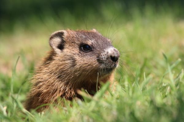groundhog-day